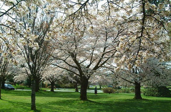 春賞加拿大 醉在“花”世界